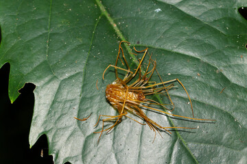 もろく骨せんべいのようなあめ色の青葉上にオオゲジ腹部側脱皮殻（アウトドアフィールド動物マクロ撮影）