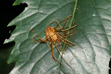 もろく骨せんべいのようなあめ色の青葉上にオオゲジ背面脱皮殻（アウトドアフィールド動物マクロ撮影）