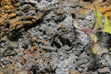 倒木が腐って、灰色や黄色いカビや菌類が樹皮表面を覆い生分解していく様子（自然環境下菌界マクロ撮影）