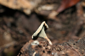 全身をアオカビに病んでしまっているカワキタケキノコ側面全体立像（自然環境下菌・キノコ類マクロ撮影）