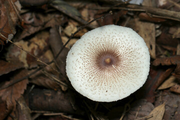 キツネノカラカサキノコのカサ上面アップ（アウトドアフィールド菌＆キノコ類マクロ撮影）