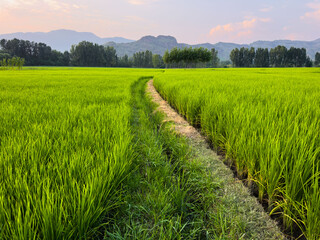 Obraz premium Narrow Dirt Path Through Vibrant Green Rice Paddy with Scenic Mountain Background