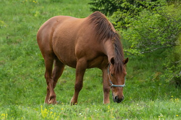 A herd of beautiful horses on a green pasture	