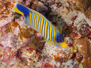 ニシキヤッコ
英名学名科目：Regal angelfish, Pygoplites diacanthus,...