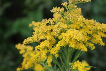 Common tansy flower in nature