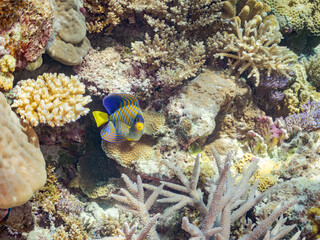 ニシキヤッコ
英名学名科目：Regal angelfish, Pygoplites diacanthus,...