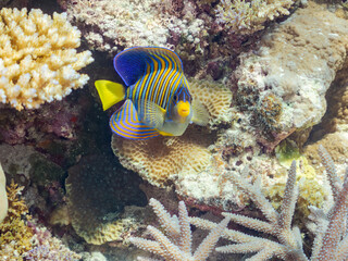 ニシキヤッコ
英名学名科目：Regal angelfish, Pygoplites diacanthus,...