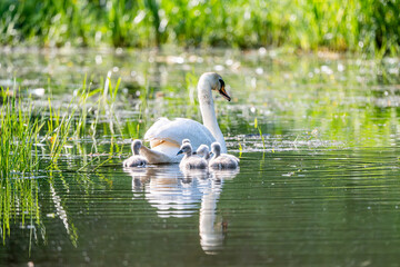 Mute Swan With Chicks In Current Scene