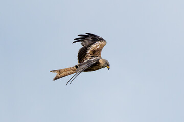 Western Marsh Harrier Flying