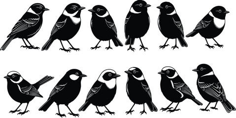 Bird illustrations set, black and white vector, feather pattern details, perched poses, wildlife silhouette, nature icon, species graphic design