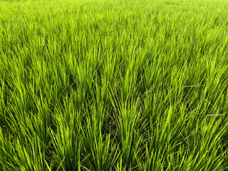 Close-up of Lush Green Rice Plants in Paddy Field