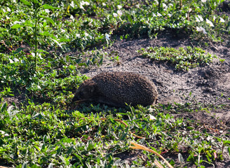 Wild hedgehog walking on the ground among green plants, natural outdoor animal scene.