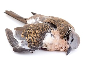 Dead bird on white background