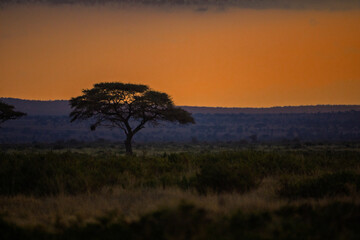 Lonely Acacia Tree at Sunset on African Savanna