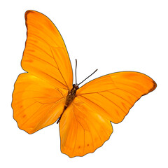 Fototapeta premium Orange butterfly isolated on transparent background
