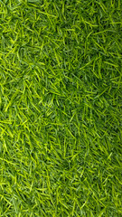 Natural green synthetic grass is suitable for texture or background