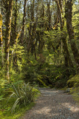 ニュージーランド　アーサーズ・パス国立公園のドブソン・ネイチャー・ウォークの森の中の風景