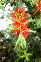 Vibrant Red Bottlebrush Flower with Honey Bee Collecting Nectar – Callistemon Citrinus...