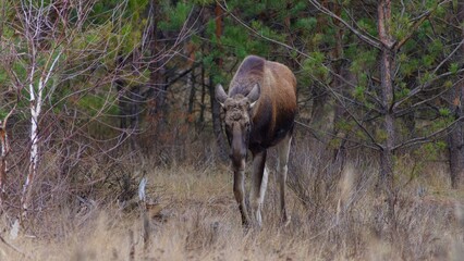 elk walking through forest in late autumn.