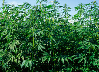Commercial hemp crop growing in Nottinghamshire, England.