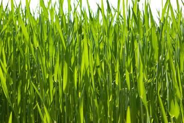 Growing barley in spring