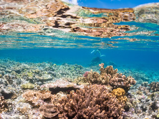 素晴らしいサンゴ礁の美しいデバスズメダイ（スズメダイ科）の群れ他。
水面にはスキンダイバーも泳いでいる。
半水面撮影。
沖縄県島尻郡慶良間諸島座間味島嘉比島-2025/6/27
