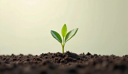 young plant shoots in the soil that are starting to grow against a blank background