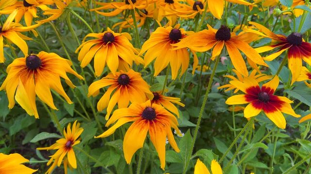 A field of vibrant Rudbeckia hirta flowers displays striking yellow petals with dark central cones. . High quality 4k footage