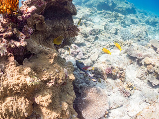 素晴らしいサンゴ礁の恐ろしいゴマモンガラ（モンガラカワハギ科）他。
英名学名：Titan triggerfish (Balistoides viridescens) 
沖縄県島尻郡慶良間諸島座間味島嘉比島-2025/6/27
