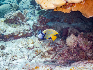 タテジマキンチャクダイ, Emperor angelfish, Pomacanthus imperator,...