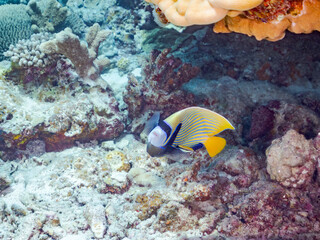 タテジマキンチャクダイ, Emperor angelfish, Pomacanthus imperator,...