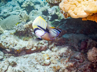 タテジマキンチャクダイ, Emperor angelfish, Pomacanthus imperator,...