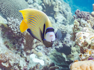 タテジマキンチャクダイ, Emperor angelfish, Pomacanthus imperator, キンチャクダイ科,他
沖縄県島尻郡慶良間諸島座間味島嘉比島-2025/6/27
