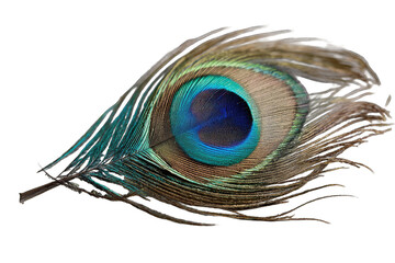 Vibrant peacock feather, eye-catching colors