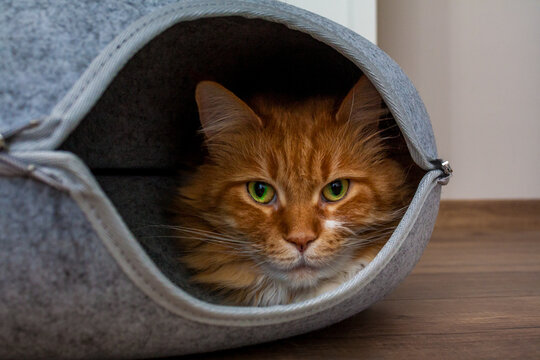 Ginger maine coon cat resting inside cozy felt cat cave bed