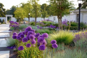 Vivid purple allium flowers bloom in a serene garden setting during late afternoon sunlight in a beautifully designed landscape filled with diverse plant life