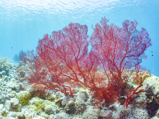 嘉比島の素晴らしいサンゴ礁の豪華な赤いイソバナ（イソバナ科：ソフトコーラル）の群生他
英名学名：Gorgonian Fields, Melithaea Flabellifera
沖縄県島尻郡慶良間諸島座間味島嘉比島-2025/6/27
