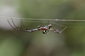 A large spider suspended from its web in the jungle of Vietnam