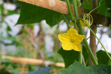 flowers of cucumber plants