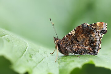 The red admiral (Vanessa atalanta) butterfly