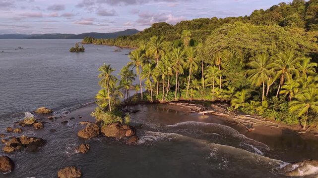 Aerial view of the dark sands meeting the turquoise waters, where palm trees stand tall against the verdant jungle, Nuqu&iacute;, Choco, Colombia.