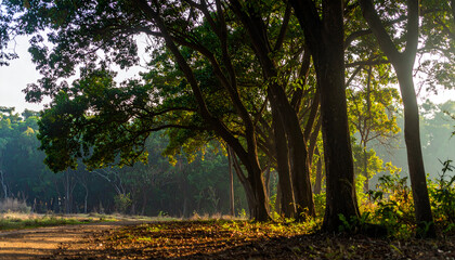 Obraz premium Sunlit Forest Path: Golden Hour in Lush Green Woods