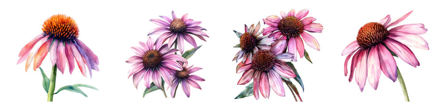 Vibrant watercolor illustrations of pink coneflower blossoms with textured orange centers Isolated floral elements