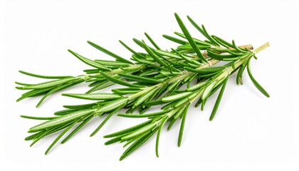 Vibrant Green Rosemary Sprig An Aromatic Culinary Herb Essential for Fresh Flavor and Healthy Cooking Ingredients on White Background