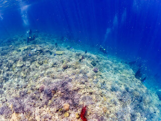 ナンヨウハギ（ニザダイ科）、デバスズメダイ他の群れ
赤いイソバナ（イソバナ科）の群生
英名学名：Palette surgeonfish, Fragtail surgeonfish 
Blue green damselfish, Chromis viridis, Blue green chromis 
Gorgonian Fields, Melithaea Flabellifera
沖縄県嘉比島