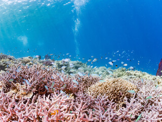 ナンヨウハギ（ニザダイ科）、デバスズメダイ他の群れ
赤いイソバナ（イソバナ科）の群生
英名学名：Palette surgeonfish, Fragtail surgeonfish 
Blue green damselfish, Chromis viridis, Blue green chromis 
Gorgonian Fields, Melithaea Flabellifera
沖縄県嘉比島