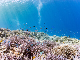ナンヨウハギ（ニザダイ科）、デバスズメダイ他の群れ
赤いイソバナ（イソバナ科）の群生
英名学名：Palette surgeonfish, Fragtail surgeonfish 
Blue green damselfish, Chromis viridis, Blue green chromis 
Gorgonian Fields, Melithaea Flabellifera
沖縄県嘉比島