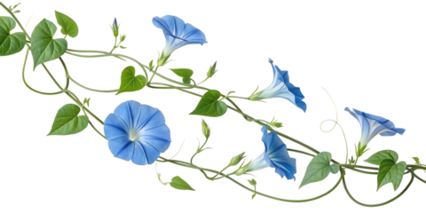Vibrant blue morning glory flowers blooming on a twisting vine isolated on transparent background-2
