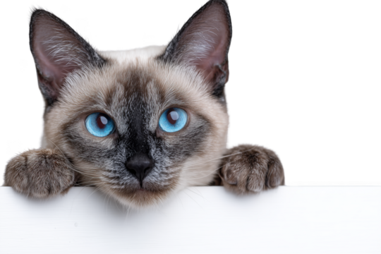 Siamese cat with striking blue eyes peeking over a white surface isolated on a transparent background
