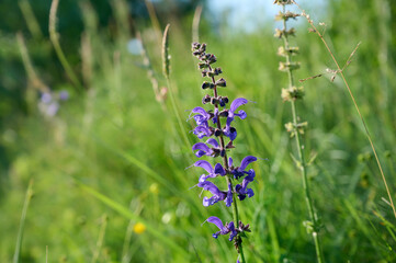 Meadow sage, purple flowers on wild meadow. Salvia pratensis.